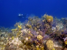 2 Reef IMG 3080
